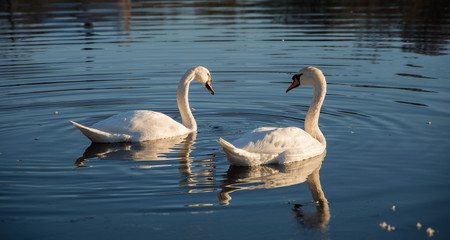 Swan couple