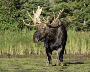 Naklejka na ściany i meble Regal Bull Moose