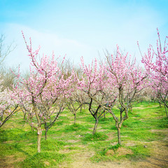 Park in early spring. Located in Nanjing, Jiangsu, China.