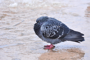 Pigeon in park on snow. Frozen pigeons in winter time