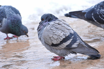 Pigeon in park on snow. Frozen pigeons in winter time