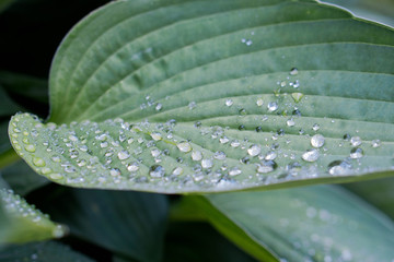 Leaves waterdrops
