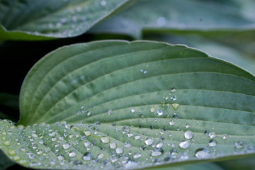 Leaves waterdrops