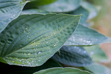 Leaves waterdrops