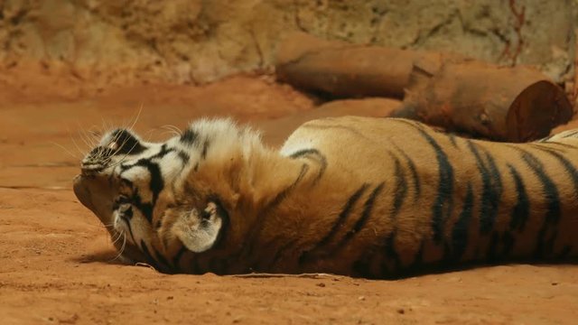 4k of siberian tiger lying down
