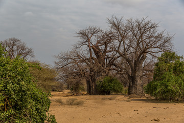 Fototapeta na wymiar Baobabbaum (Adansonia digitata) - Afrikanischer Affenbrotbaum
