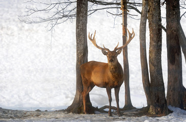 The portrait of male red deer in winter landscape at early morning in Austria with snow.