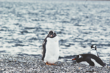 Obraz premium Island of Penguins in the Beagle Channel, Ushuaia, Argentina.