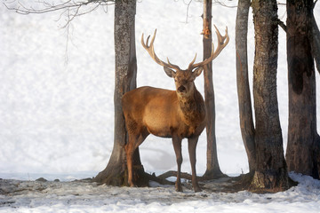 The portrait of male red deer in winter landscape at early morning in Austria with snow.