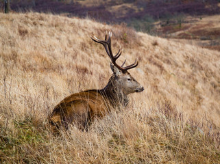 deer in the valley of glen etive in the highlands of scotland during winter