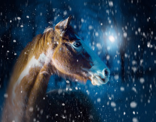 Portrait of red piebald horse with the white nose on the dark blue night background with the moon, trees and snow