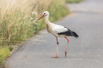 storch auf wanderschaft