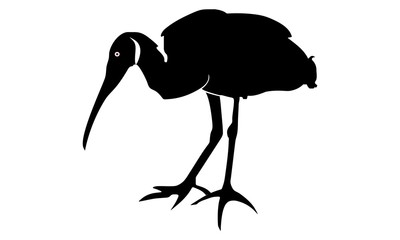 the silhouette of a stork foraging