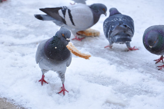 Pigeon eating bread on snow. Feeding of pigeons in winter time