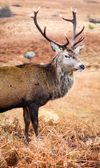 deer in the valley of glen etive in the highlands of scotland during winter
