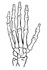 Vector illustration hand bones outline drawing. Orthopedic human hand skeleton icon. Diagnostic center