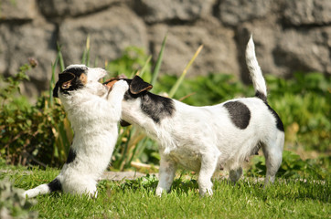 Naklejka na ściany i meble Dog puppy plays with his dogs mom - Cut small Jack Russell Terrier doggy - Litter