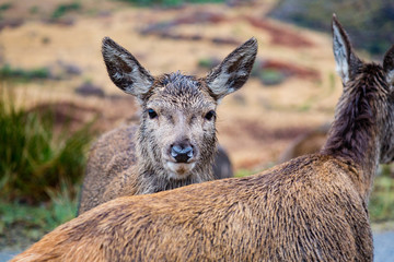 deer in the valley of glen etive in the highlands of scotland during winter