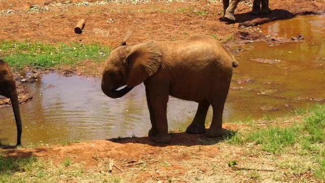 Baby elephant playing near pond
