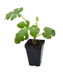 Young plant in ground isolated on white