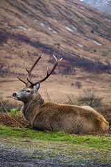 deer in the valley of glen etive in the highlands of scotland during winter