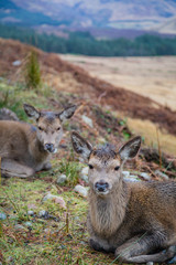 deer in the valley of glen etive in the highlands of scotland during winter