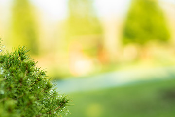 green pine tree leaves with dew; greenery nature background