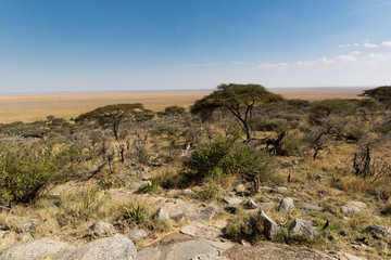 Serengeti - Savanne - Afrika