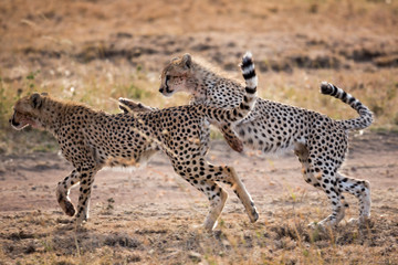Junge Geparden im Spiel