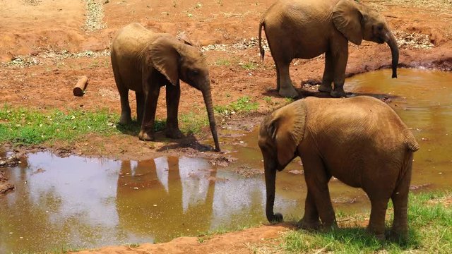 Baby elephants in Africa