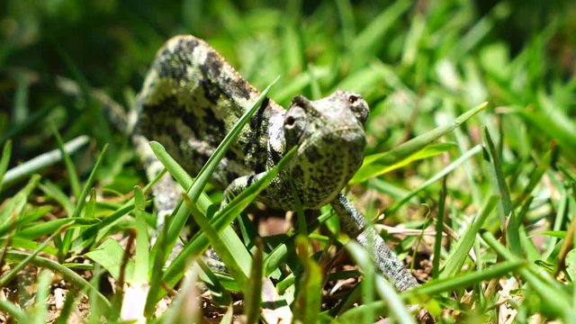 Chameleon in the grass