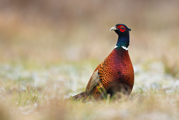 Ringneck Pheasant (Phasianus colchicus)
