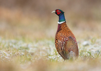 Ringneck Pheasant (Phasianus colchicus)