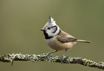 Crested Tit (Lophophanes cristatus)