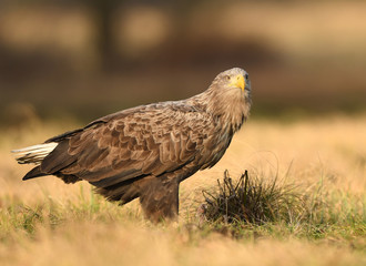 White tailed eagle (Haliaeetus albicilla)