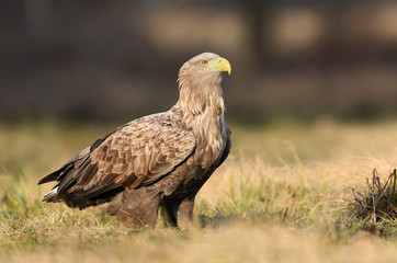 White tailed eagle (Haliaeetus albicilla)
