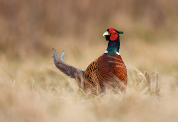 Fototapeta premium Ringneck Pheasant (Phasianus colchicus)