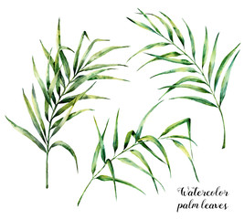 Watercolor palm leaves set. Hand painted botanical illustration with palm branches isolated on white background. Exotic leaves for design or print