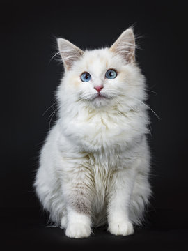 Blue eyed ragdoll cat / kitten sitting isolated on black background looking at the lens