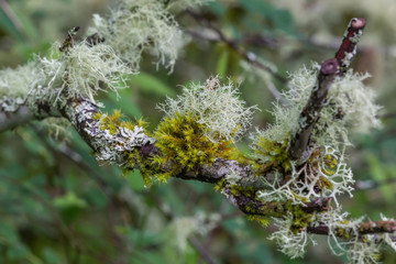 Lichen & Moss covered branch