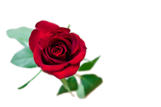 Romantic dark velvet red rose isolated on white background. 