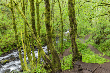 Moss Covered Forest