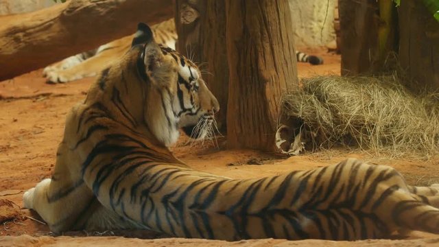 4k of Scary looking male royal bengal tiger staring towards of you
