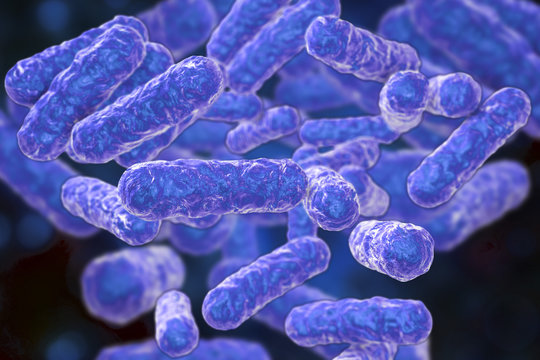 Bartonella henselae bacteria, the causative agent of cat-scratch disease or bartonellosis, formerly known as Rochalimaea bacteria, 3D illustration