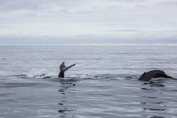 Fototapeta premium Iceland 225