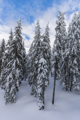 Amazing winter landscape of Rhodope Mountains near pamporovo resort, Smolyan Region, Bulgaria
