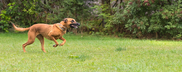 Dog is running fast over a meadow - side view - hybrid between Malinois and Rhodesian Ridgeback.