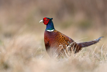 Ringneck Pheasant (Phasianus colchicus)