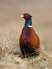 Ringneck Pheasant (Phasianus colchicus)