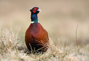 Ringneck Pheasant (Phasianus colchicus)